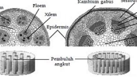 Gambar Jaringan Akar Monokotil Dan Dikotil Lengkap Dengan Keterangan