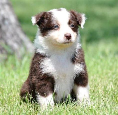 Can see pictures of aussies at. Australian Shepherd Puppies For Sale | Texas Avenue, TX #192842