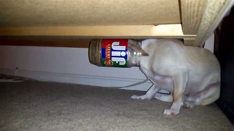 Chihuahua Dog Gets Head Stuck In Peanut Butter Jar Youtube