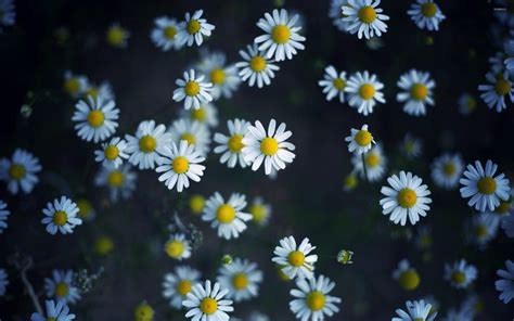 Top hơn 50 về hình nền hoa cúc hoạ mi hay nhất solomon edu vn