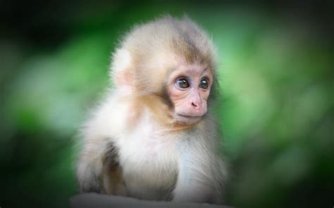 Baby Monkey Wallpaper 72 Images