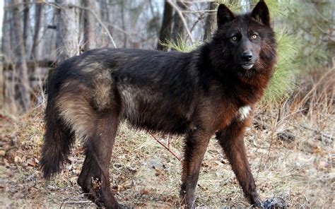 Download Scary Black Wolf Black And Brown Wolf For Desktop Or Mobile