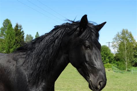 Kentucky Mountain Saddle Horse Breed Profile Helpful Horse Hints