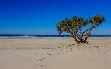 Sea Beach Palm Tree Landscape Ocean Waves Wallpaper