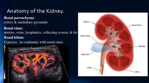 Renal Vascular Disease