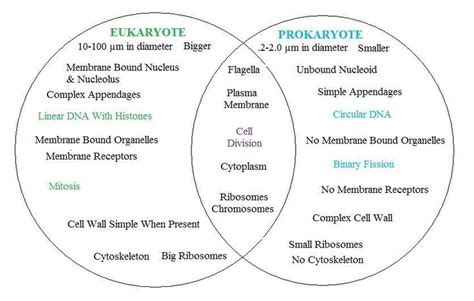 Prokaryotes Vs Eukaryotes Venn Diagram
