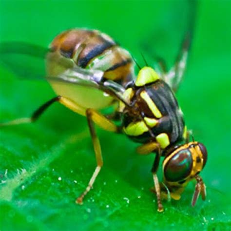 Bactrocera Dorsalis Oriental Fruit Fly Lures