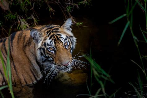 Tiger Portrait 2 Marko Dimitrijevic Photography