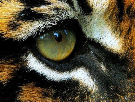 Tiger Eye Close Up Animal Close Up Tiger Pictures Eye Close Up
