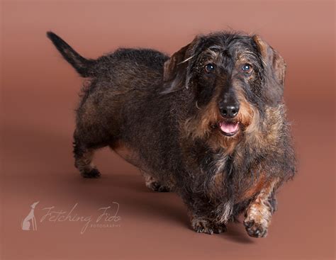 The general appearance is the same as that of the. Willa the Wire-haired Dachshund - Austin Pet Photography