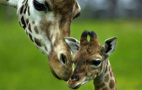 Baby Giraffe Wallpapers Wallpaper Cave