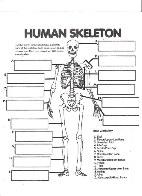 20 Printable Anatomy Labeling Worksheets Desalas Template