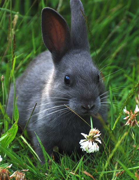 Bunny Bunny Rabbits Photo 30656697 Fanpop