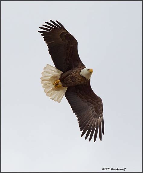 James River Eagles 20122sb4047 American Bald Eagle