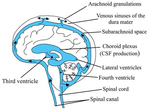 Biomedicines Free Full Text Cerebrospinal Fluidbasic Concepts Review