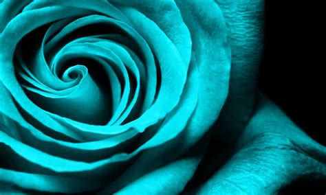 Turquoise Rose Wallpaper 35145 Baltana