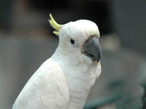 White Parrot Wallpaper Funny Animal