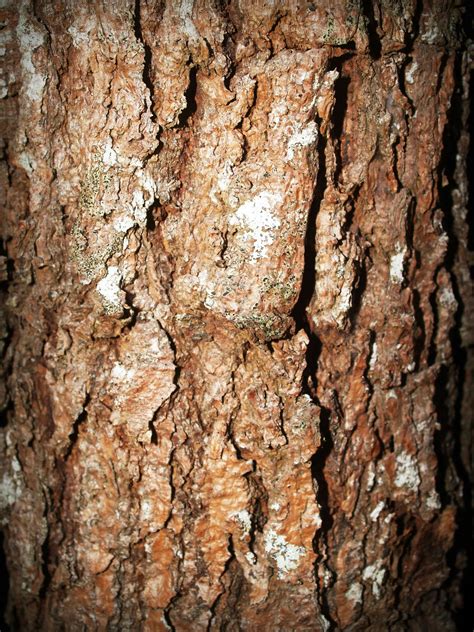 Free Stock Photo Of Close Up Tree Tree Bark