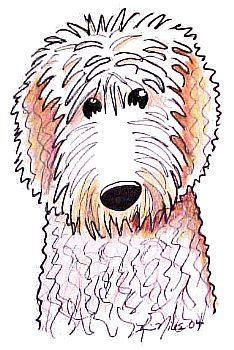 Coat silky soft with a wavy to curly texture that is cream, golden, or apricot in color. Goldendoodle clipart, Download Goldendoodle clipart for ...