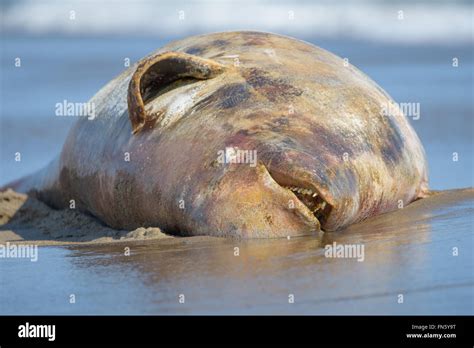Beluga Whale Dead Hi Res Stock Photography And Images Alamy