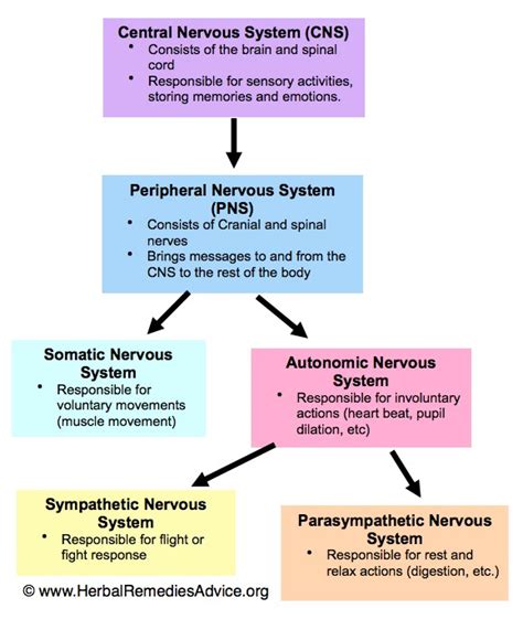 Easy Nervous System Diagram For Kids