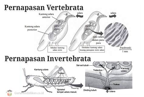 Pernapasan Vertebrata Dan Invertebrata Perbedaan Contoh Kuis Sekolah