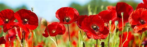 Check spelling or type a new query. How To Grow & Care for your Poppies | lovethegarden