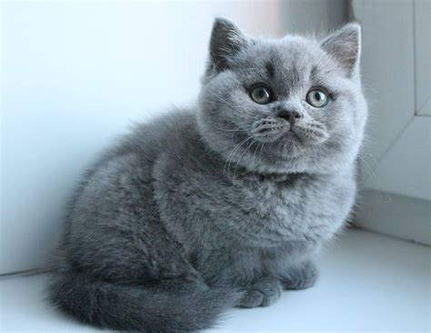 Munchkin Cat Breeds Munchkin Exotic Shorthair Dogs And Cats Wallpaper