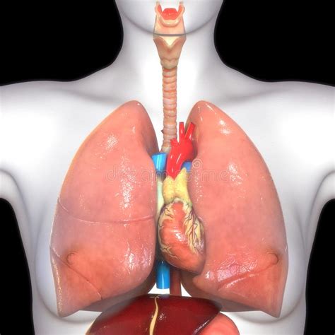Anatomia Dei Polmoni Dell Apparato Respiratorio Degli Organi Del Corpo My Xxx Hot Girl