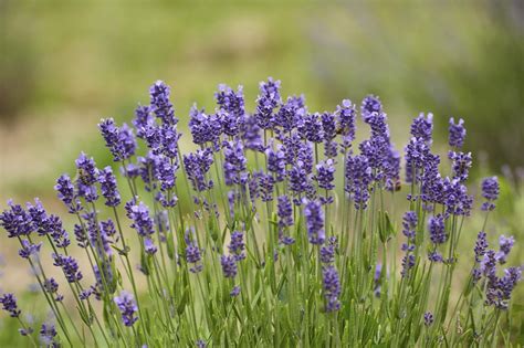We have many different hardiness zones in the united states. Cold Hardy Lavender Plants: Tips On Growing Lavender In ...