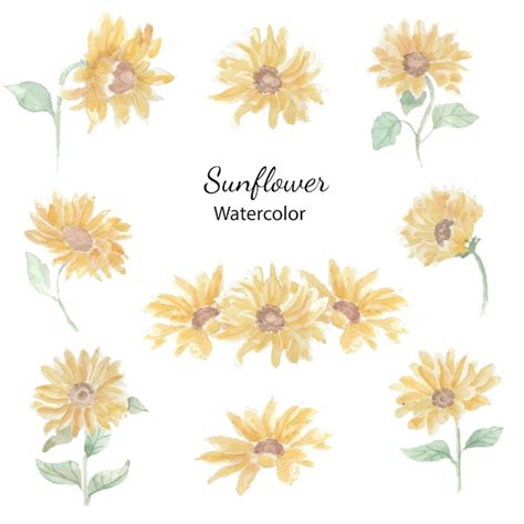 Premium Vector Sunflower Watercolor Flower Clipart