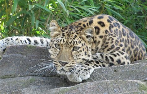 Amur Leopard Stunning Colchester Zoo Dan Davison Flickr
