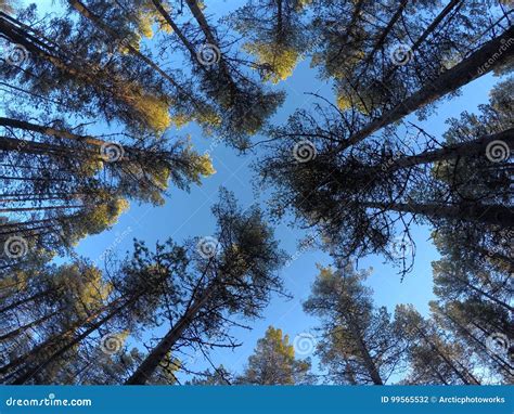 Majestic Tall Pine Tree Forest On Blue Autumn Sky Stock Photo Image