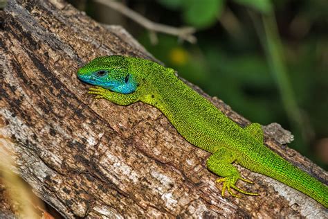 Todos los dibujos y coloreables que encontrarás aquí son dibujos que podrás imprimir y colorear gratis. Free photo: Lizard, Green Lizard, Reptile - Free Image on ...