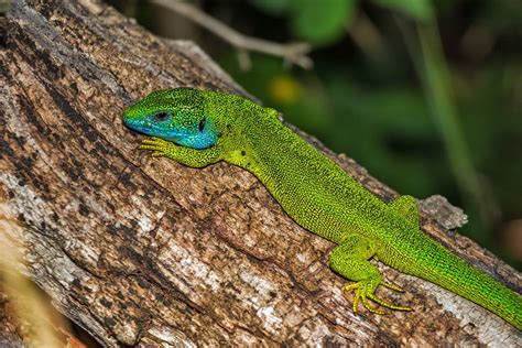 Este tipo de respiración es realizada por por ejemplo, durante la hibernación subacuática, algunas tortugas respiran completamente a través de la piel de la cloaca para subsistir. Free photo: Lizard, Green Lizard, Reptile - Free Image on ...