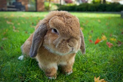 Mini Lop Tavşan Özellikleri Tarihçesi Ve Bakımı Zoo Blog