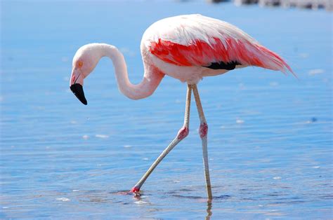 Chilean Flamingo | Animals Wiki | Fandom
