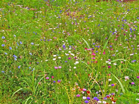 Wildflowers Free Stock Photo Public Domain Pictures