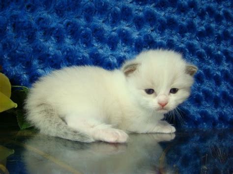 See color photos of ragdoll cats and ragdoll. Ragdoll Kittens In Florida For Sale