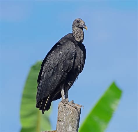 Black Vulture Celebrate Urban Birds