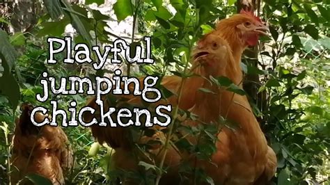 Playful Jumping Chickens Youtube