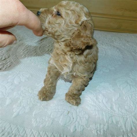 The goldendoodle is a result of breeding a golden retriever and a poodle together. Ash: Mini Goldendoodle puppy for sale [Reading, Michigan ...