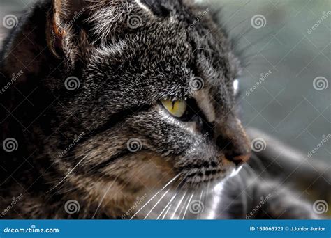 Focus On The Feline Look Stock Image Image Of Feline 159063721