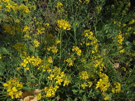 E proprio come le onde a volte si spezzano sugli scogli, ma è solo un'illusione. Primavera in arrivo? È 'giallo' nel Cilento! | CILENTOITALIA