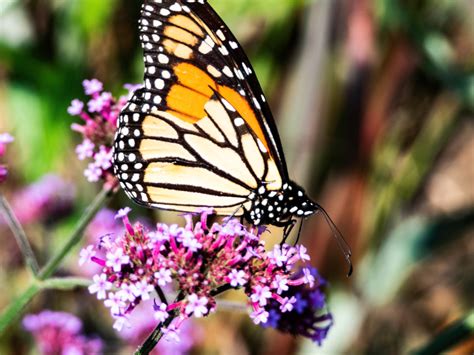 Monarch Butterfly Sitting On Purple Flowers Image Free