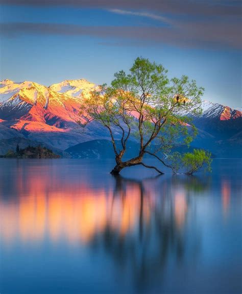 A Tree On The Middle Of Lake Wanaka New Zealand Pics