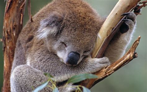 Koala Wallpapers Wallpaper Cave