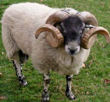 The history of the rambouillet sheep is a fascinating one that began more than two centuries ago. Untitled Document www.semenfreezing.com