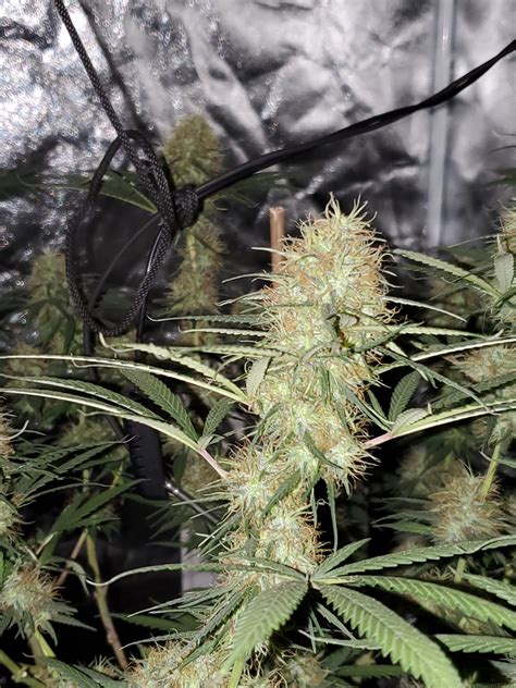 Herijuana Jack 33 Ch9 Female Seeds Cannabis Strain Gallery