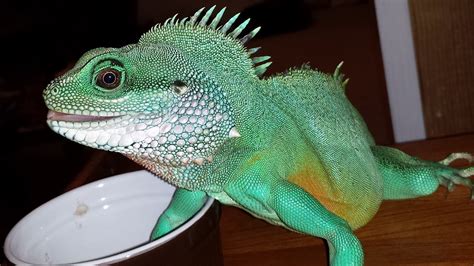 My Gorgeous Chinese Water Dragon Youtube
